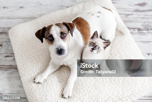 istock Dog and cat are best friends playing together at home 1362221208