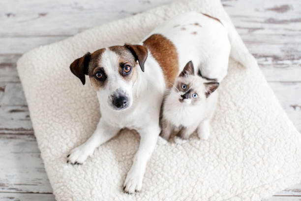 Dog and cat are best friends playing together at home Beautiful dog and a small cat are sitting on a soft white pillow. A kitten and a puppy together at home. Cozy home concept domestic cat stock pictures, royalty-free photos & images