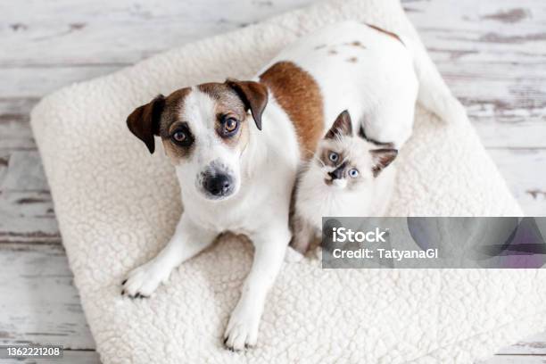 Dog And Cat Are Best Friends Playing Together At Home Stock Photo - Download Image Now