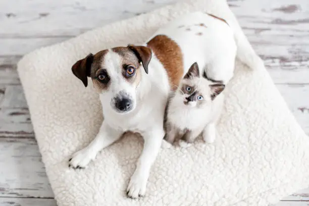 Beautiful dog and a small cat are sitting on a soft white pillow. A kitten and a puppy together at home. Cozy home concept