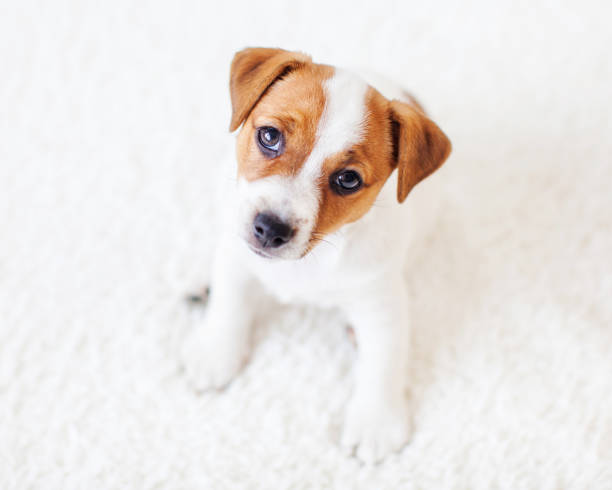 istock Cut puppy at home 1362221210