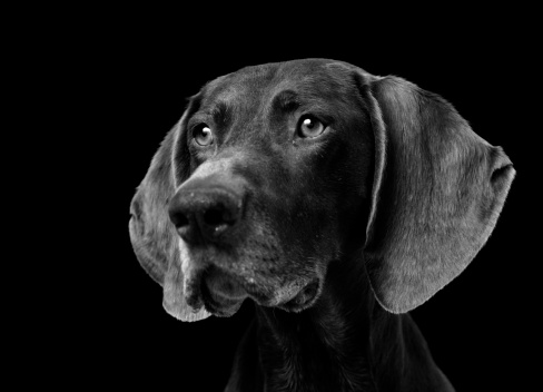 Portrait of a German Shorthaired Pointer isolated on black