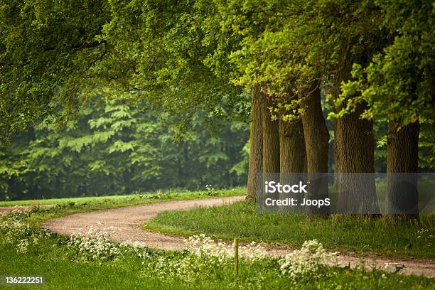 Hoge Erf - アーネムランドのストックフォトや画像を多数ご用意 - アーネムランド, オランダ, オークの木