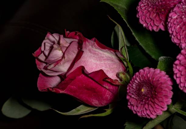 istock Pink Rose & Zinnia Flowers. 1362222698