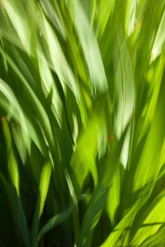 Suavemente moving green hojas de hierba photo