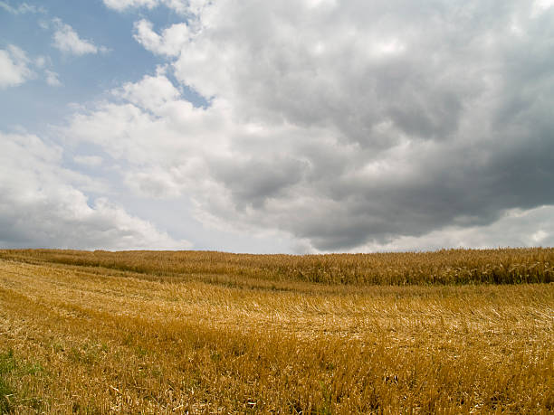 When a field with barley or wheat is harvested, it is called a 'Stoppelfeld' in