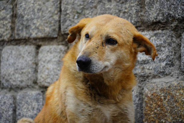 istock Indian street dog watching food image 1362225509