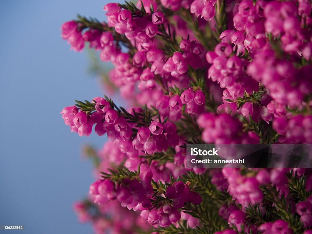 Heather-Lila, Grün und Blau Komposition - Lizenzfrei Herbst Stock-Foto