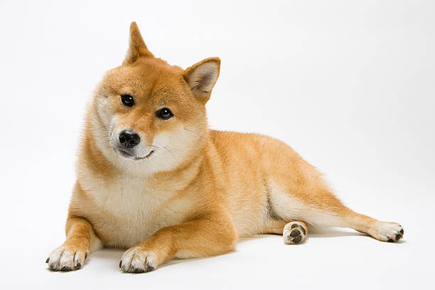 日本の伝統的な犬（柴犬犬） - 柴犬 ストックフォトと画像