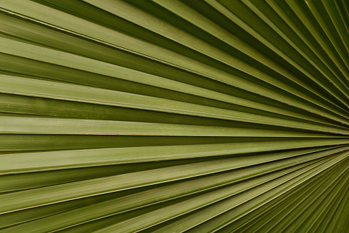 Image of a natural landscape in the abstract featuring shadows and green palm leaves.