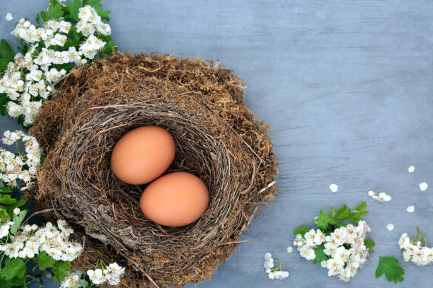huevos marrones orgánicos naturales ricos en proteínas - equinoccio de primavera fotografías e imágenes de stock