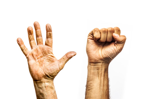 Callused hands of working man, open palm and clenched fist isolated on white background
