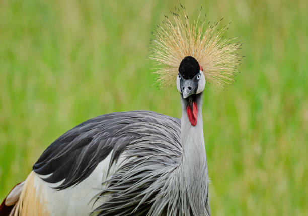 istock Portrait of Crested African Crane 1362229389