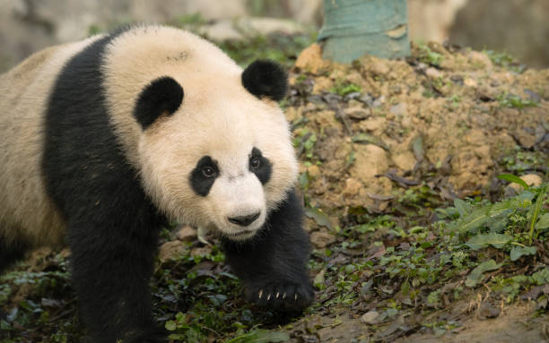 istock Walking Chengdu Giant Panda 1362229696