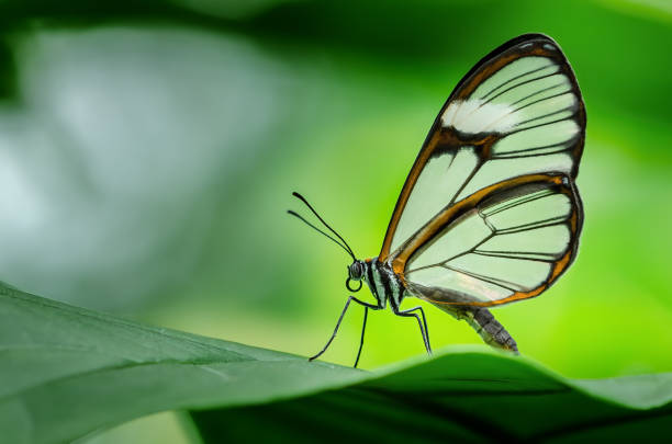 istock Close-up of a Clearwing Butterfly 1362229803