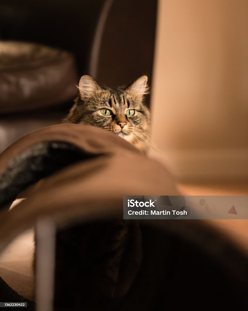 Tabby i- Tabby cat looking over play tunnel Tabby cat looking over play tunnel March 2016 Animal Stock Photo