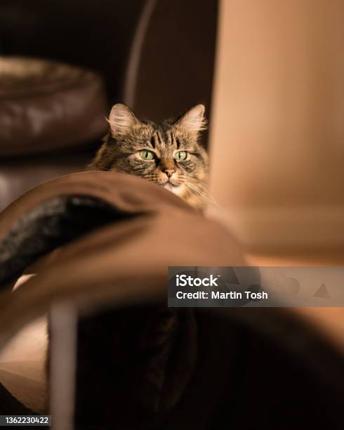 Tabby I Tabby Cat Looking Over Play Tunnel Stock Photo - Download Image Now - Animal, Color Image, Domestic Cat