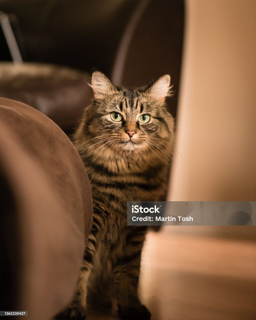 Tabby ii- Tabby cat at home, looking in lens Tabby cat at home, looking in lens March 2016 Animal Stock Photo