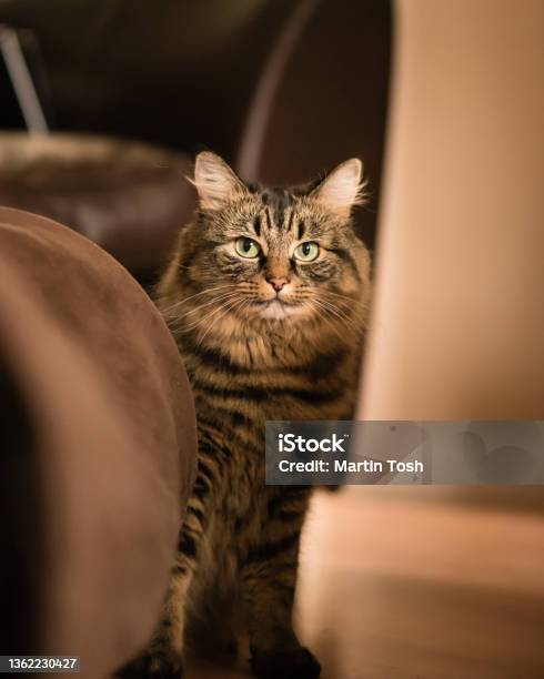 Tabby Ii Tabby Cat At Home Looking In Lens Stock Photo - Download Image Now - Animal, Animal Body Part, Animal Eye