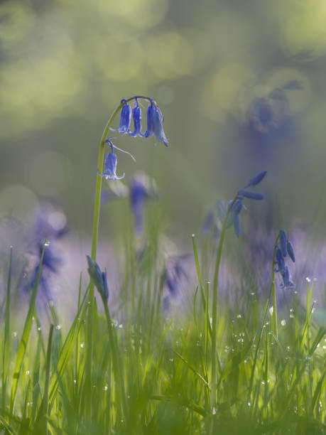 istock Take a bow. Close up bluebell portrait 1362230553