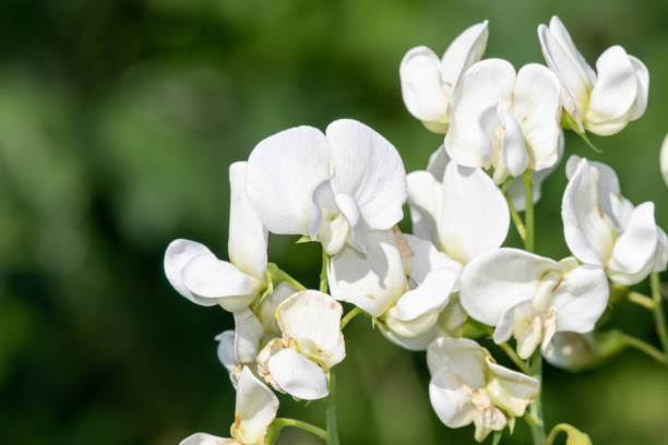 istock Sweet pea (lathyrus odoratus) flowers 1362230753