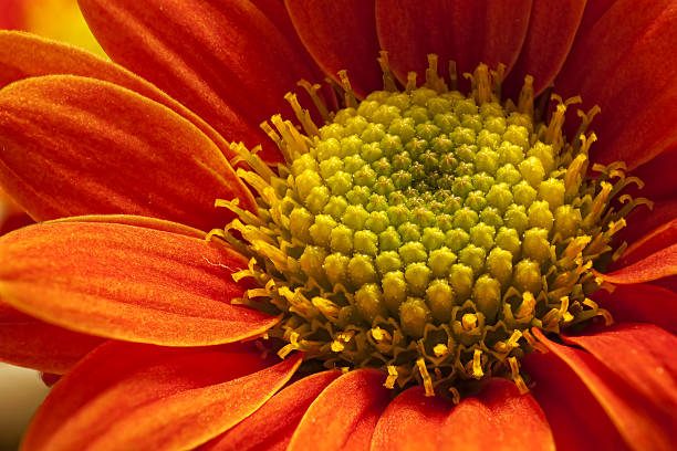 Fresco fiore - foto stock