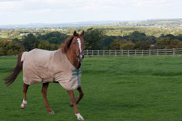 White Lippizan Horse Stallion at \