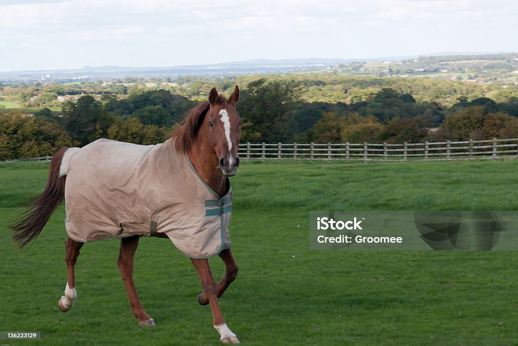 Rugged up-elderly retired racehorse wearing rug for warmth Elderly chestnut retired racehorse enjoying himself in the english countryside wearing a rug to keep warm. Horse Stock Photo