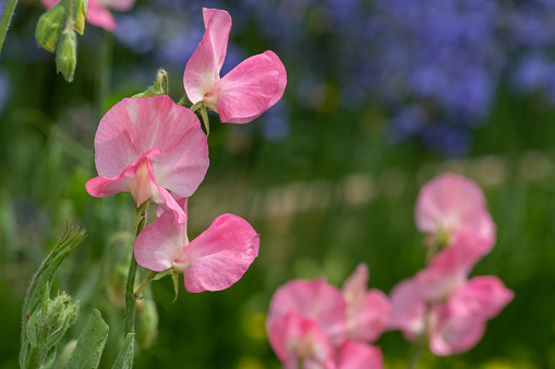 Close up of pink sweet pea (lathyrus odoratus) flowers in bloom