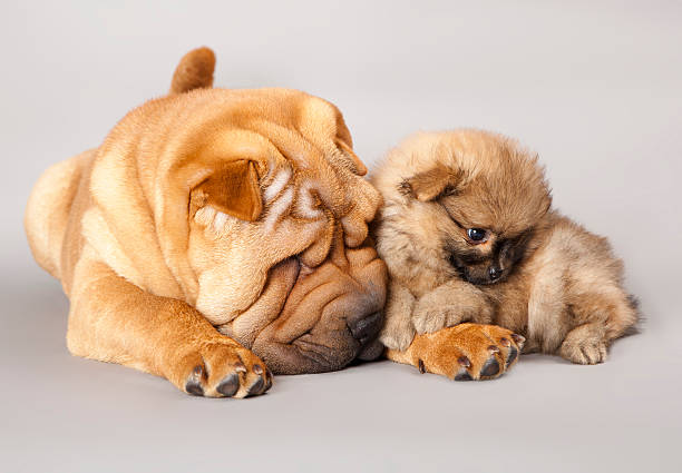 istock shar-pei  and Spitz puppy 136223414