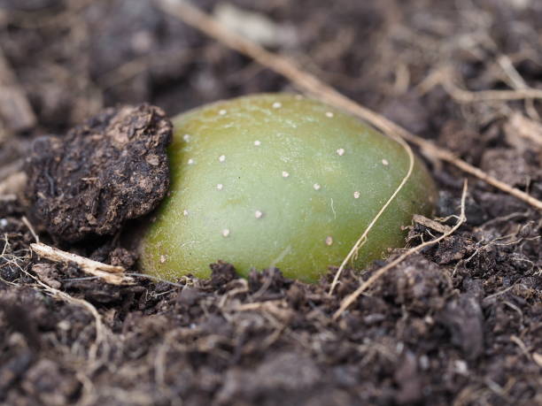 istock King Edward potato emerging from the ground 1362234234