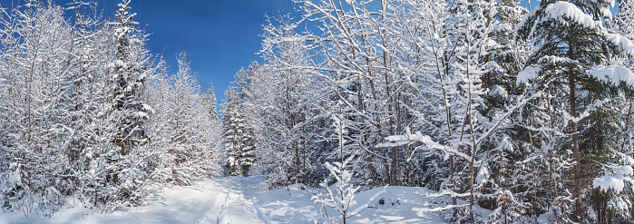 Winter landscape, panorama, banner - view of the snowy road in the winter mountain forest after snowfall