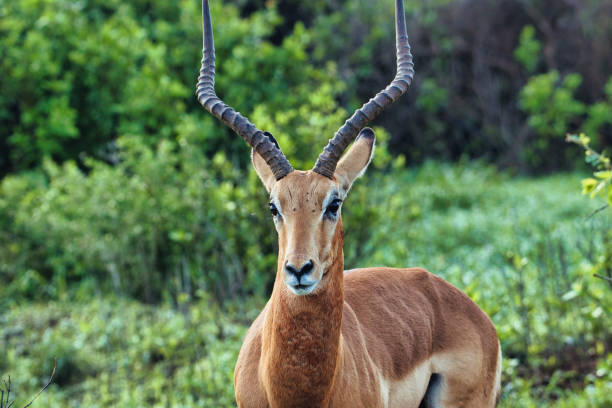 antilopen im nationalpark tsavo ost, tsavo west und amboseli in kenia - eland stock-fotos und bilder