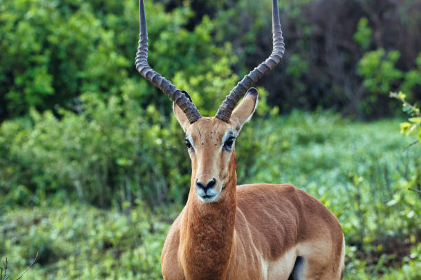 antelopes en el parque nacional tsavo este, tsavo oeste y amboseli en kenia - eland fotografías e imágenes de stock