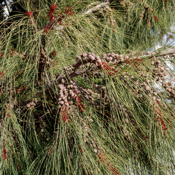 istock Pine needles, cones and flowers 1362235412