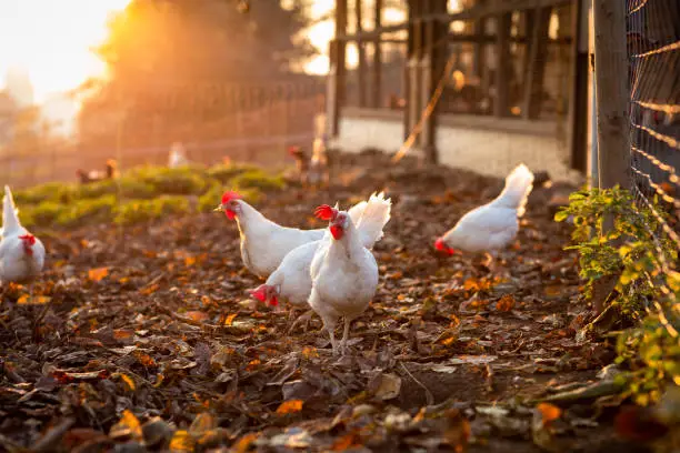Photo of Hen in a farmyard