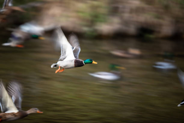 istock Mallard duck male in flight 1362238949