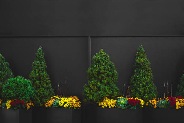 Big planters with various plants set against an outdoor wall