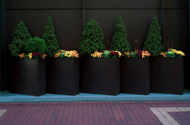 istock Big planters with various plants set against an outdoor wall 1362239012