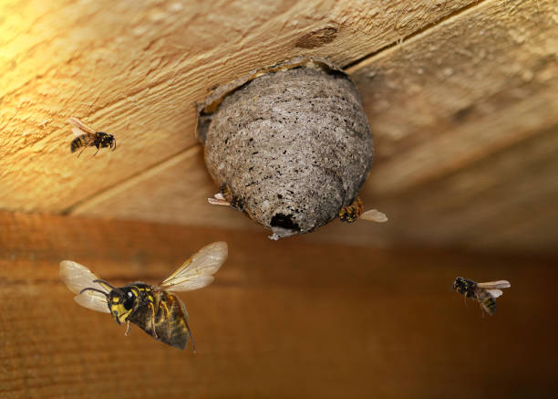 nido di vespe pericoloso nascosto in un edificio - sciame di insetti foto e immagini stock