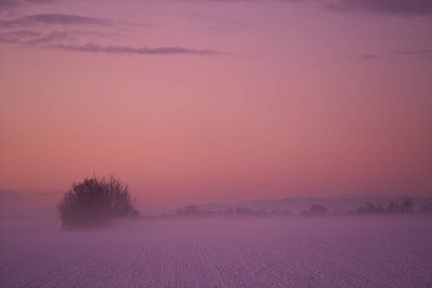 Early morning winter mood in different pink colors outdoors in rural landscape with fog over snowcovered agricultural field