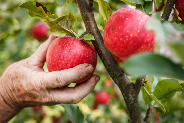 istock Picking ripe red apples in orchard 1362243903