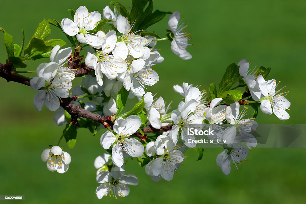 Fiore di melo filiale. Close-up. - Foto stock royalty-free di Agricoltura