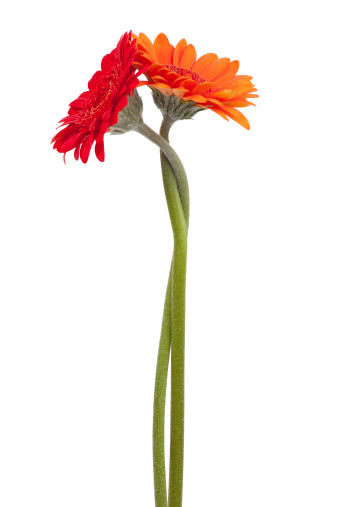 Two-colored gerbera, binding the each other on a white background