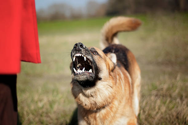 Aggressive German Shepherd A German shepherd being aggressive to a woman. german shepherd stock pictures, royalty-free photos & images