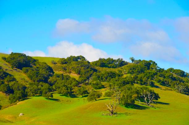 istock Santa Ynez Valley, California 1362246761