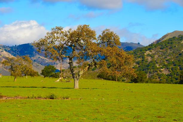 istock Santa Ynez Valley, California 1362246867
