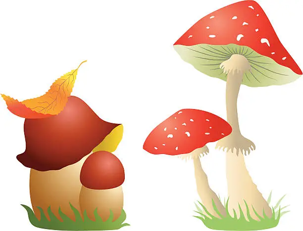 Vector illustration of mushrooms