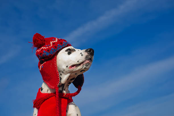 istock Beautiful Dalmatian dog 136224959