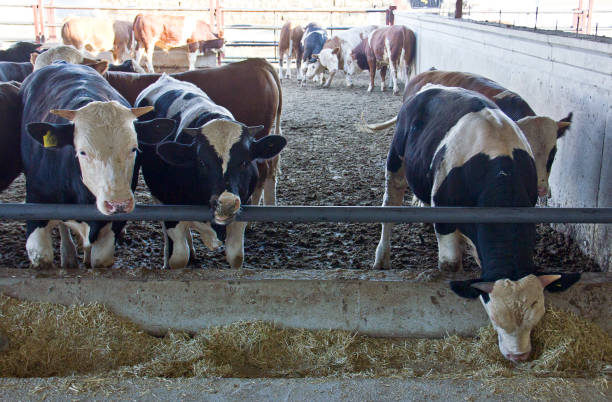 istock Dairy farm Steppe landscape 1362250547